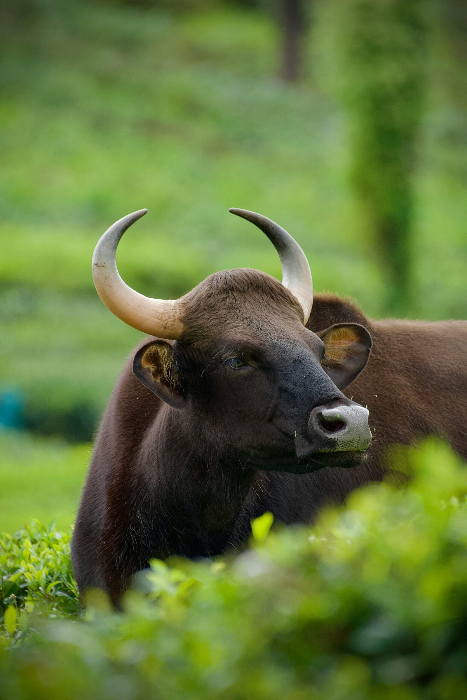 Gaur Indiano: O Touro Gigante das Florestas!